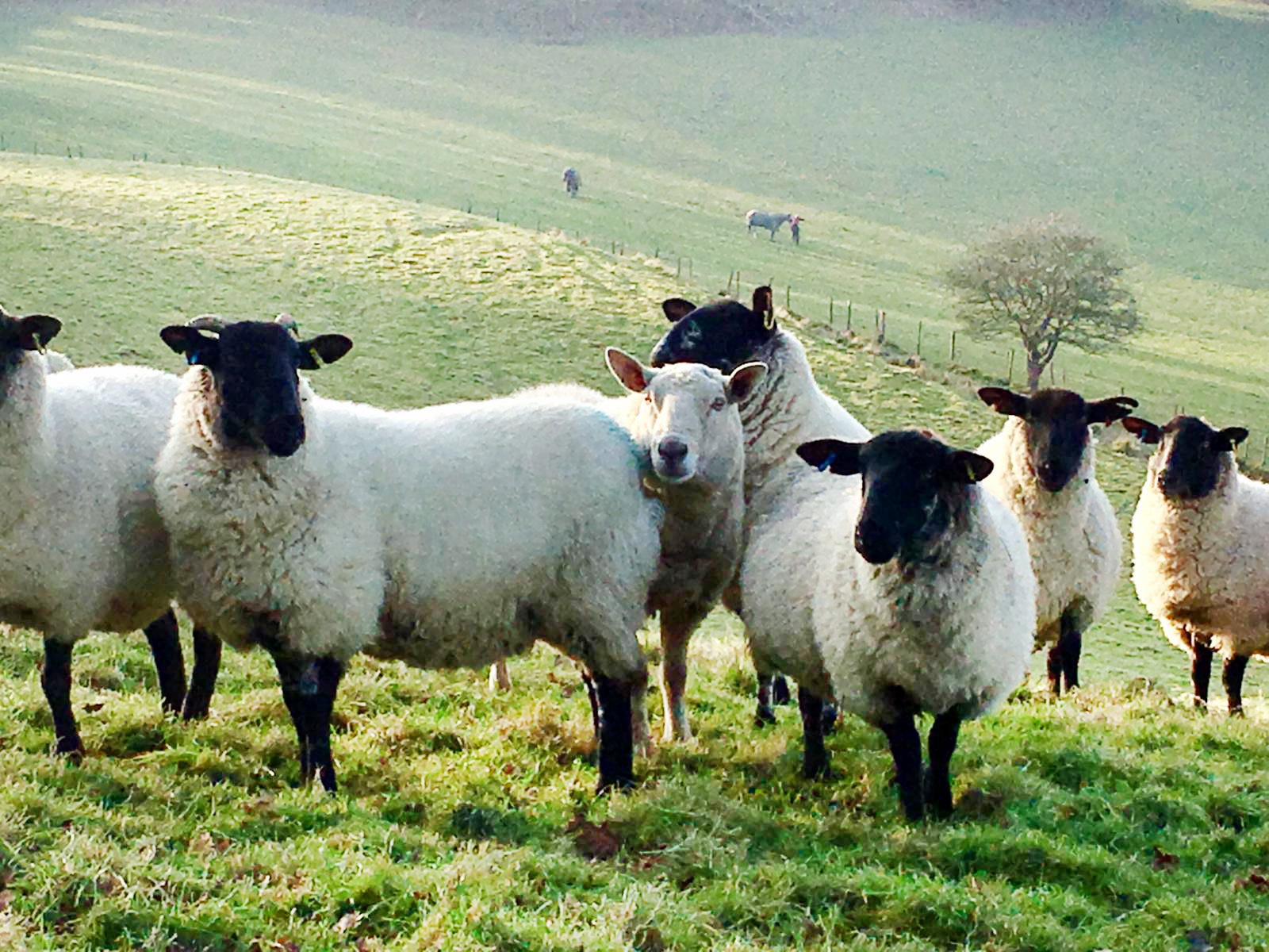 New Faecal Egg Count (FEC) service Farm Vet Solutions